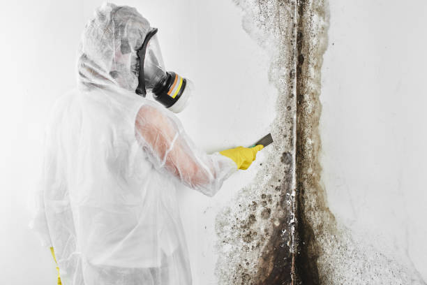 Best Mold Damage Repair  in Forest Hills, PA