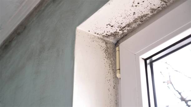 Best Office Mold Removal Services  in Forest Hills, PA