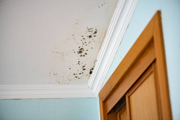 Best Mold Removal Specialists  in Forest Hills, PA