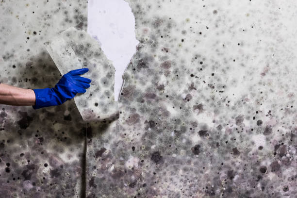 Best Local Mold Removal Service  in Forest Hills, PA