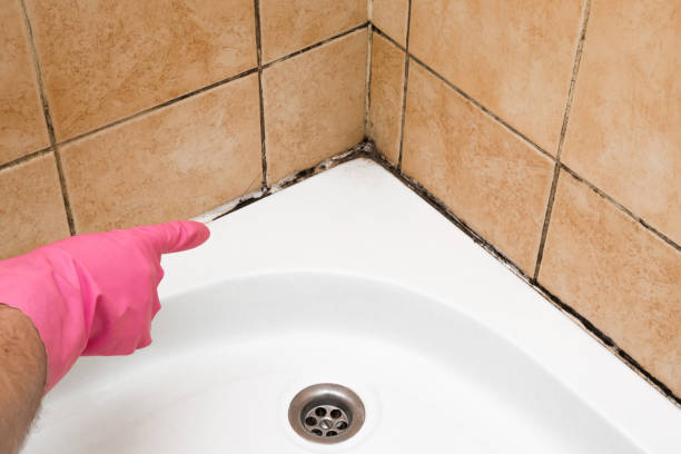 Mold Removal Process in Forest Hills, PA
